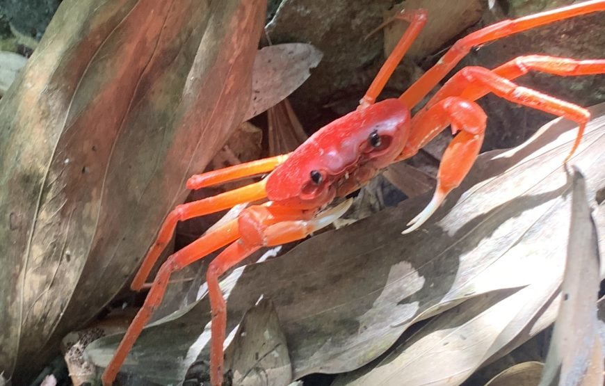 Full day trekking Cat Ba National park to Viet Hai Village , kayaking on the Lan Ha Bay