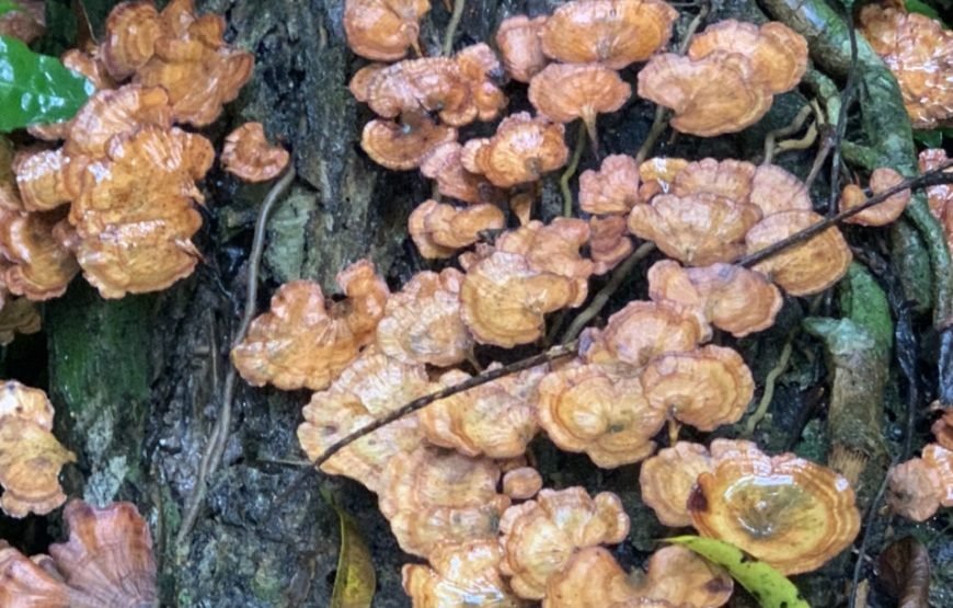 Full day trekking Cat Ba National park to Viet Hai Village , kayaking on the Lan Ha Bay