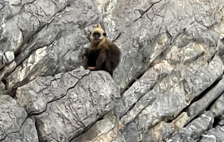 Full day trekking Cat Ba National park to Viet Hai Village , kayaking on the Lan Ha Bay