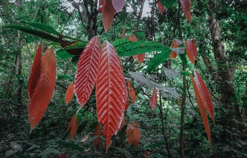 Full day trekking Cat Ba National park to Viet Hai Village , kayaking on the Lan Ha Bay