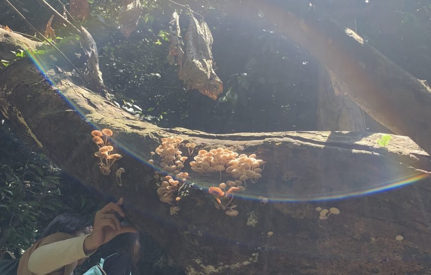 Full day trekking Cat Ba National park to Viet Hai Village , kayaking on the Lan Ha Bay