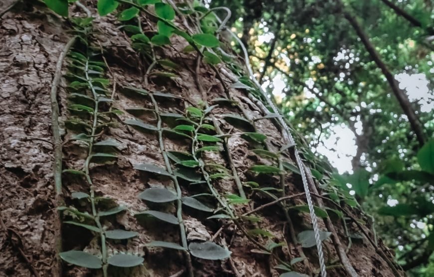 Full day trekking Cat Ba National park to Viet Hai Village , kayaking on the Lan Ha Bay