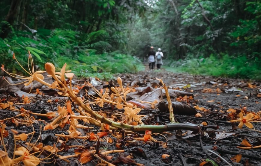 Full day trekking Cat Ba National park to Viet Hai Village , kayaking on the Lan Ha Bay